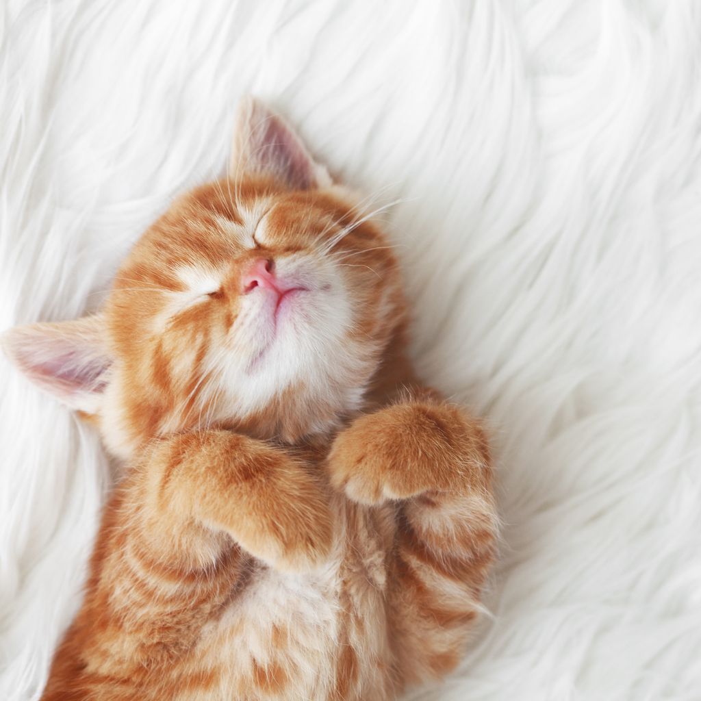 Prepare your home for a kitten